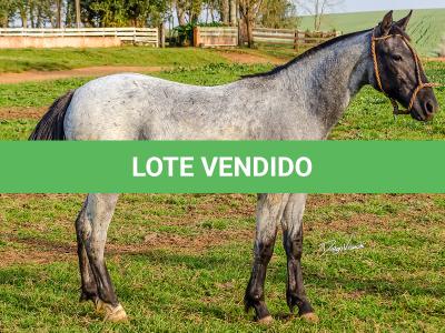 LOTE 011 - BOTECO DO RIO DA ONÇA