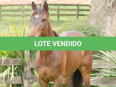 LOTE 003 - DEBOCHADA DO ESTOURO DE TROPA