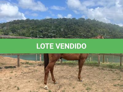 LOTE 009 - KING ZANA G2