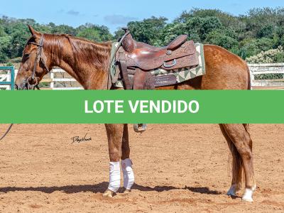 LOTE 018 - CD COBALT WHIZ