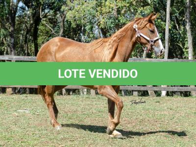 LOTE 016 - CD BEAVERZITA