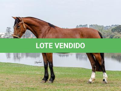 LOTE 002 - LABAREDA DA FLORÊNCIA
