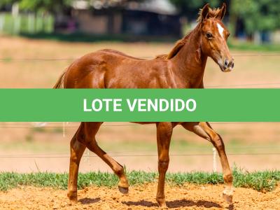 LOTE 004 - TIME TO HEAVESN WSR