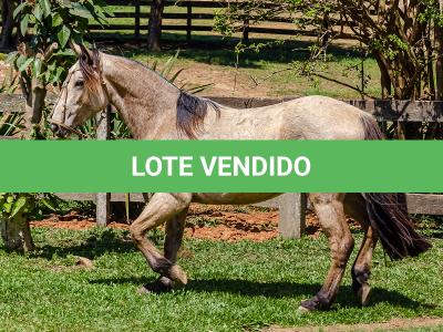 LOTE 008 - BARRO PRETO CALIFÓRNIA