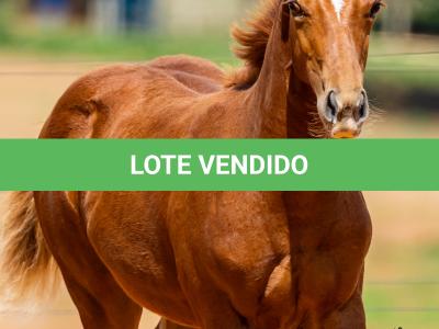 LOTE 004 - TIME TO HEAVESN WSR