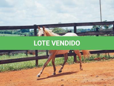LOTE 015 - POPSANDBANGS VRA