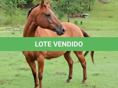 LOTE 015 - LUANA GRACE DEE