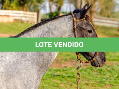 LOTE 011 - BOTECO DO RIO DA ONÇA