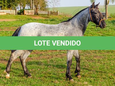 LOTE 011 - BOTECO DO RIO DA ONÇA
