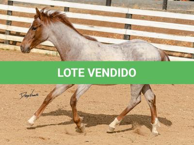 LOTE 017 - TIME WHIZ HOLLY CAT