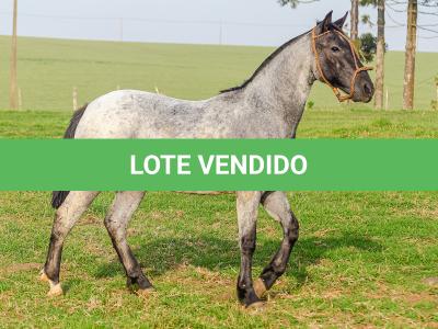 LOTE 011 - BOTECO DO RIO DA ONÇA