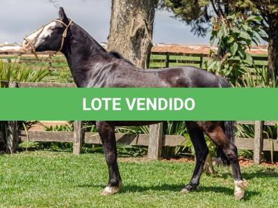 LOTE 012 - UTRILLO DO RINCÃO  DAS HORTÊNCIAS