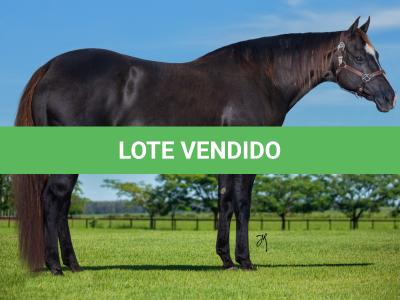 LOTE 005 - GRANITA DASH