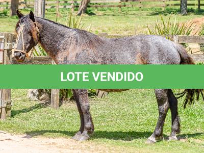LOTE 010 - CAMPERA DA MARCA ANTIGA