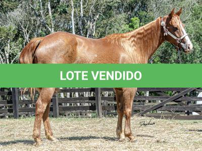LOTE 016 - CD BEAVERZITA