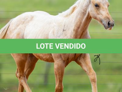 LOTE 006 - SHINE TO GUN WSR