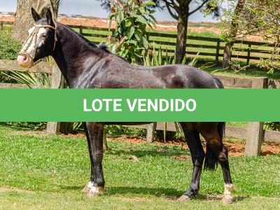 LOTE 012 - UTRILLO DO RINCÃO  DAS HORTÊNCIAS