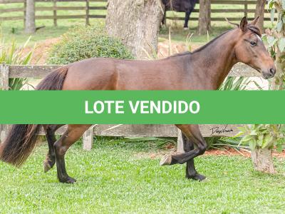 LOTE 003 - DEBOCHADA DO ESTOURO DE TROPA