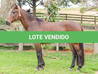 LOTE 003 - DEBOCHADA DO ESTOURO DE TROPA