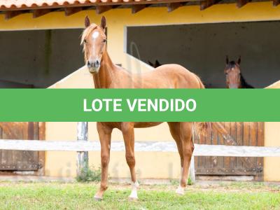 LOTE 010 - METALLIC BLUE JEANS