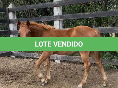 LOTE 002 - LIZ BROWN WHIZ