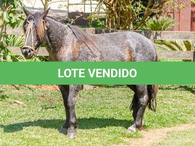 LOTE 010 - CAMPERA DA MARCA ANTIGA