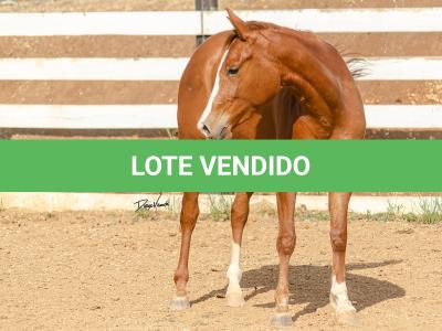 LOTE 015 - DINA ROOSTERS GUN