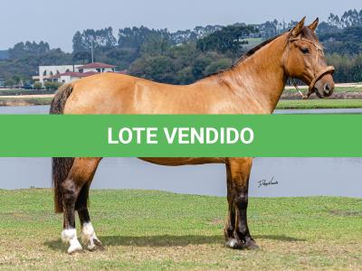 LOTE 005 - SAFIRA DA RIO BONITO