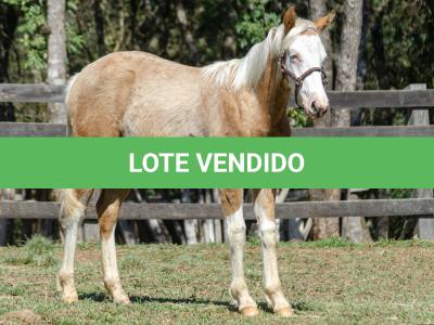 LOTE 014 - BLUE EYES FACE GUN