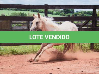 LOTE 016 - LAST BET VRA