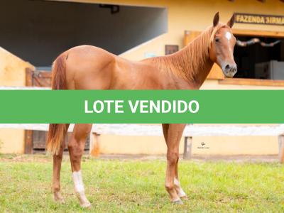 LOTE 010 - METALLIC BLUE JEANS