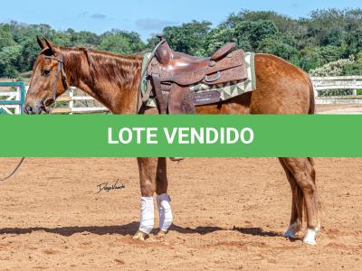 LOTE 018 - CD COBALT WHIZ