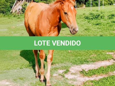 LOTE 016 - GAIA LITTLE DOC (3x1 • P+ HILIGHT GUN)
