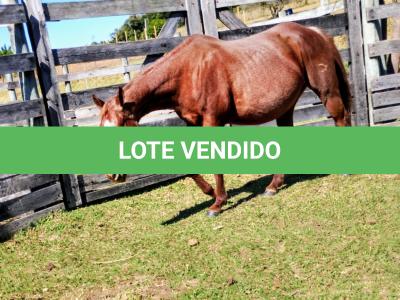 LOTE 011 - REYCIS CHOICE