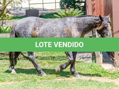 LOTE 010 - CAMPERA DA MARCA ANTIGA