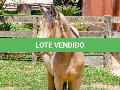 LOTE 008 - BARRO PRETO CALIFÓRNIA