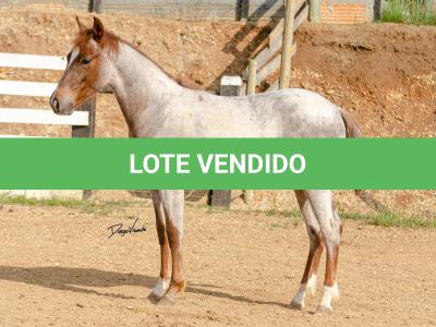 LOTE 017 - TIME WHIZ HOLLY CAT