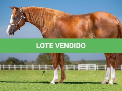 LOTE 002 - MEMORY DOLLAR LUCK