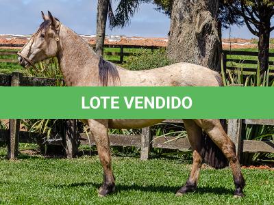 LOTE 008 - BARRO PRETO CALIFÓRNIA