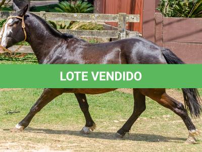 LOTE 012 - UTRILLO DO RINCÃO  DAS HORTÊNCIAS