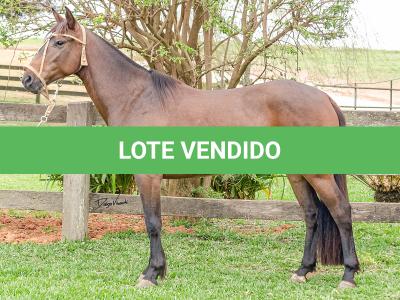 LOTE 003 - DEBOCHADA DO ESTOURO DE TROPA