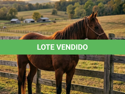 LOTE 009 - VERON ROOSTERS RUN