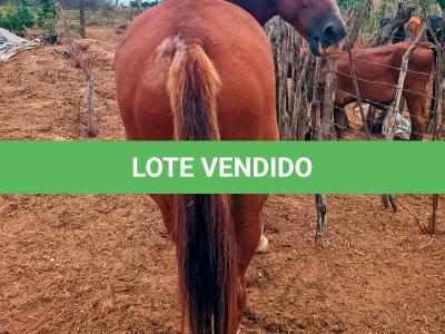 LOTE 019 - SILVER PEPPY DOC
