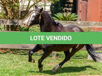 LOTE 012 - UTRILLO DO RINCÃO  DAS HORTÊNCIAS