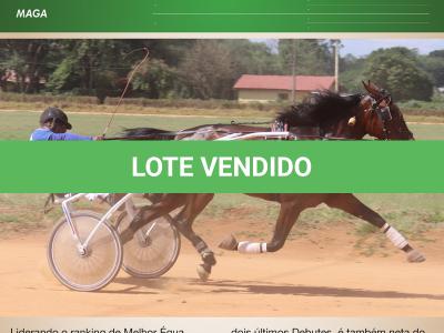 LOTE 004 - A.A SERPENT MALIBU (Ventre com Cobertura Exclusiva)