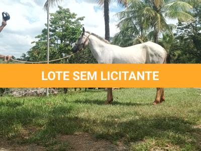LOTE 016 - PEPITA TROUBLE JAY