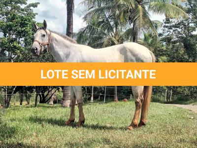 LOTE 016 - PEPITA TROUBLE JAY