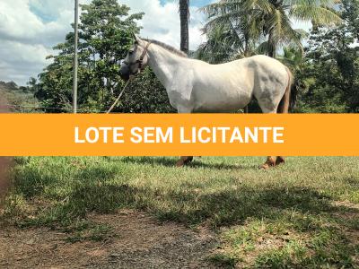 LOTE 016 - PEPITA TROUBLE JAY