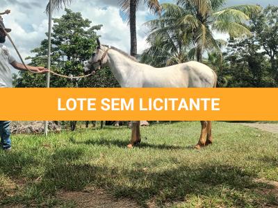 LOTE 016 - PEPITA TROUBLE JAY