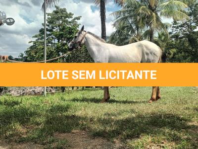 LOTE 016 - PEPITA TROUBLE JAY